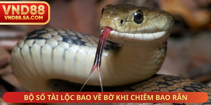 Bộ số tài lộc bao về bờ khi chiêm bao rắn
