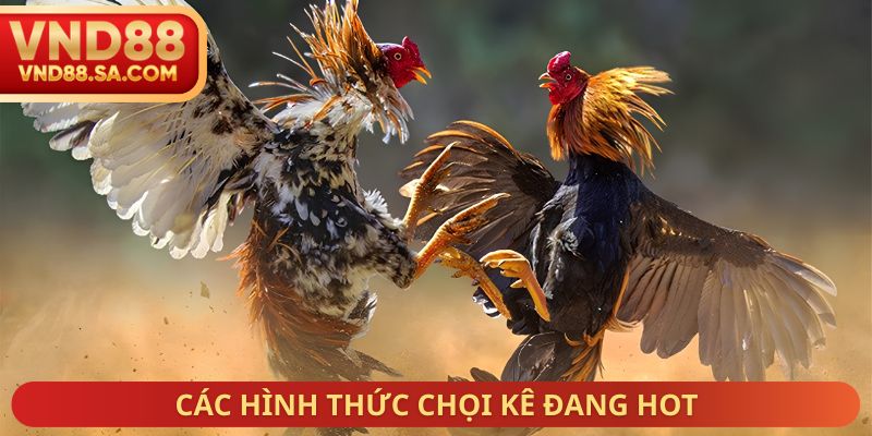 Các hình thức chọi kê đang hot
