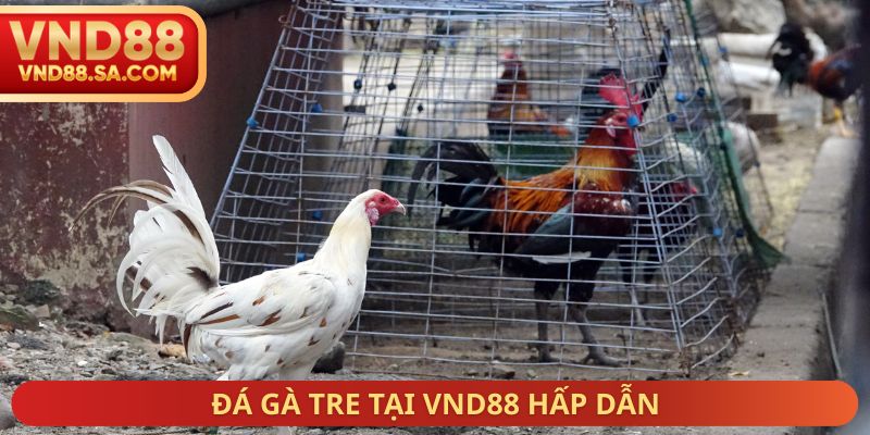 Đá gà tre tại VND88 hấp dẫn