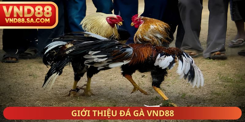 Giới thiệu đá gà VND88