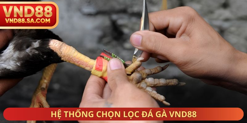 Hệ thống chọn lọc đá gà VND88