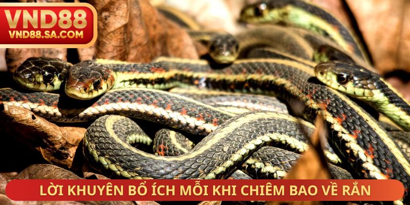 Lời khuyên bổ ích mỗi khi chiêm bao về rắn