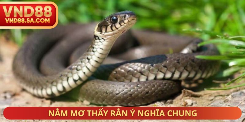 Nằm mơ thấy rắn ý nghĩa chung
