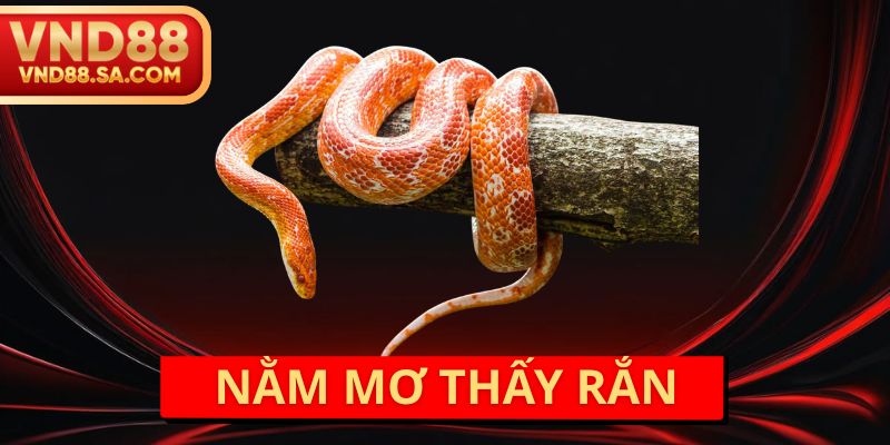 Nằm Mơ Thấy Rắn