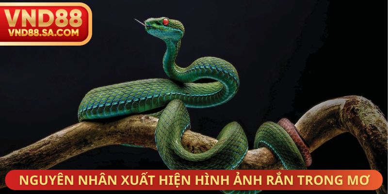Nguyên nhân xuất hiện hình ảnh rắn trong mơ
