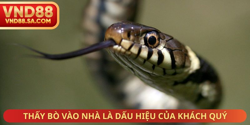 Thấy bò vào nhà là dấu hiệu của khách quý